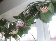 Hoya Carnosa Houseplant 10 cm