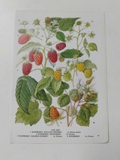 Red Berry Plant Vintage