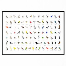Birds Identification Poster