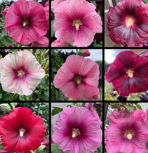 Singiel pink hollyhocks seeds - hollyhocks,