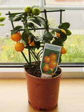 Dwarf Tangerine Citrus Tree