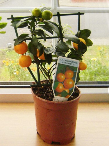 Dwarf tangerine citrus tree - tangerine,