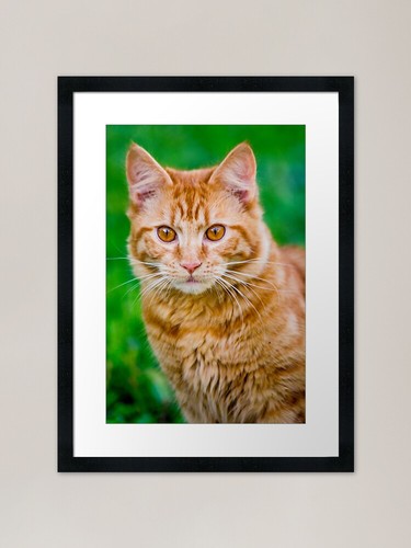 Gorgeous ginger kitten framed - kitten,