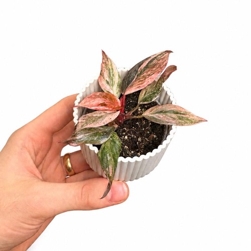 Philodendron fire phoenix 6cm - philodendron,
