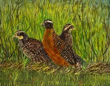 Masked Bobwhite Quail, Quail