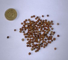 False Pepper, Peruvian Pepper, Schinus Molle, Pepper Tree X 100 Seeds.