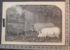 1860 SUFFOLK ESSEX PIG