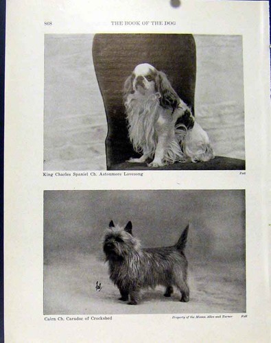 Original old antique print - original,