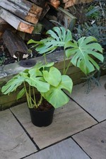 Monstera Deliciosa Large