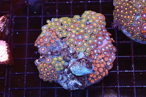 Multi zoanthid rock - rock, colony