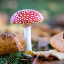 Canon 1000D with Canon EF-S 18-55mm / Tested Excellent