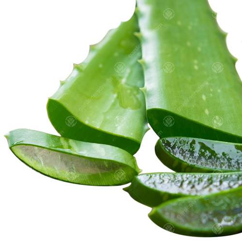 Aloe vera leaves freshly - aloe,