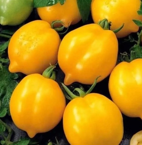 Tomato lemon tree vine - tomato, 10