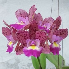 Cattleya Pink Jaguar Orchid