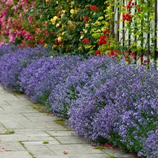 Lavender Hidcote plug x 12