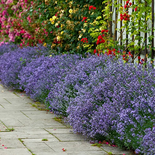 Lavender hidcote plug - lavender, x