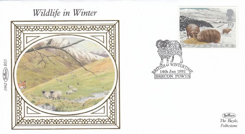 Wintertime sheep benham - wintertime,