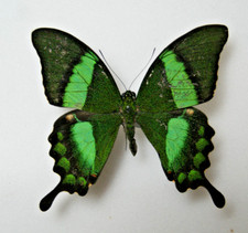 Papilio palinurus butterfly set specimen 7cm wingspan