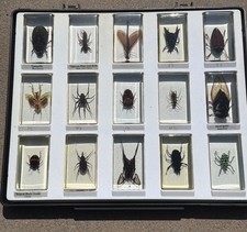 Real Insect Specimen Bugs in