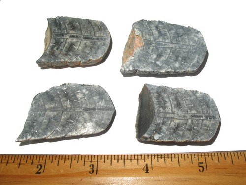 Devonian orthoceras cephalopod - devonian,