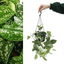 Scindapsus pictus 'Argyraeus’ - Satin Pothos Hanging Indoor Plant - In 15cm Pot