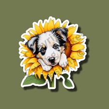 Border Collie Puppy in a