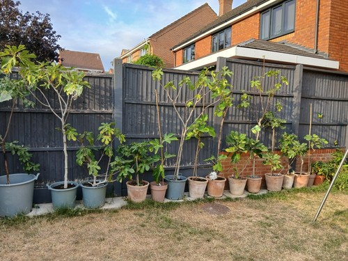 Fig tree collection - collection,, 8