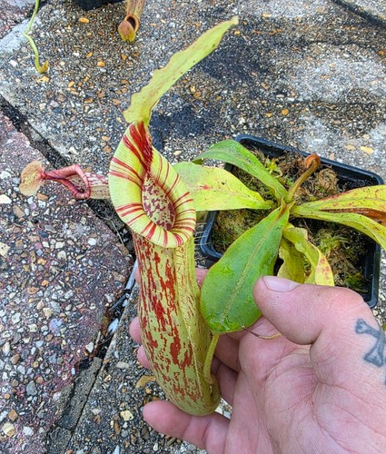 Nepenthes live - mojito),