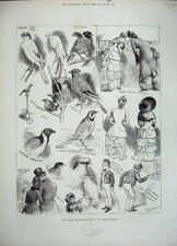 Old Antique Print 1883 Canary