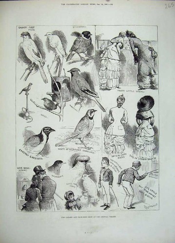 Old antique print - 1883, canary