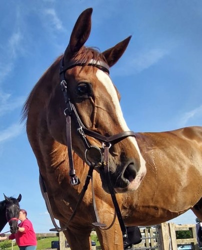 Micklem full size bridle brown - size,