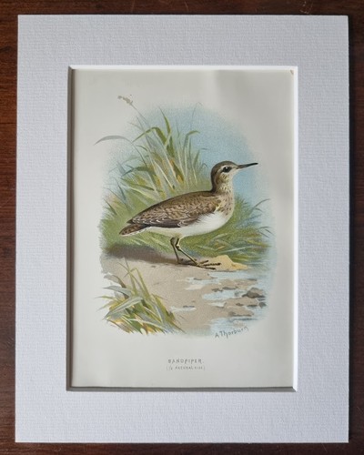 Antique mounted bird print - mounted,