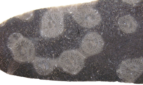 Carboniferous mississippian - carboniferous,