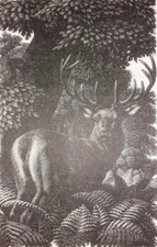 Tunnicliffe RED DEER STAG Print of a Woodcut Etching C1949
