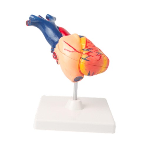 Human heart model simulation - human,