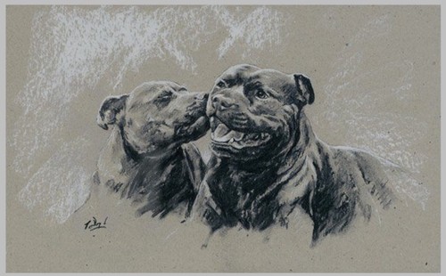 Staffordshire bull terrier - staffordshire,