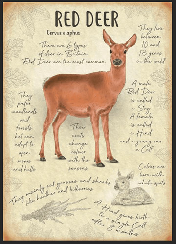 Red deer metal sign greenhouse - deer,