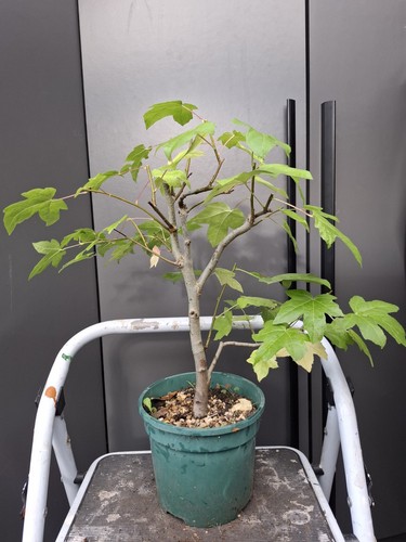 Part trained sweet gum bonsai - trained,