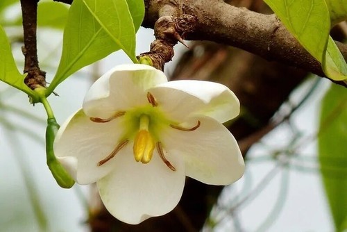 Divine jasmine tamilnadia - jasmine,