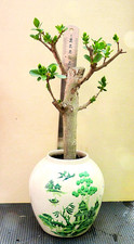 Bonsai Ligustrum Vulgare 31 cm