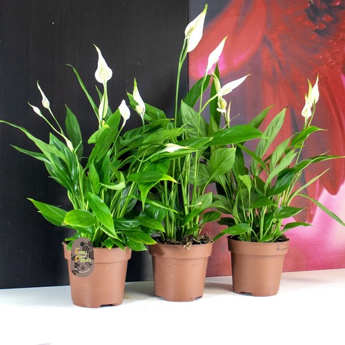 Peace lily plant 12cm pot - in,