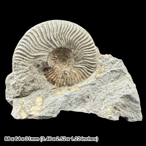 Witchellia ammonite fossil - witchellia,