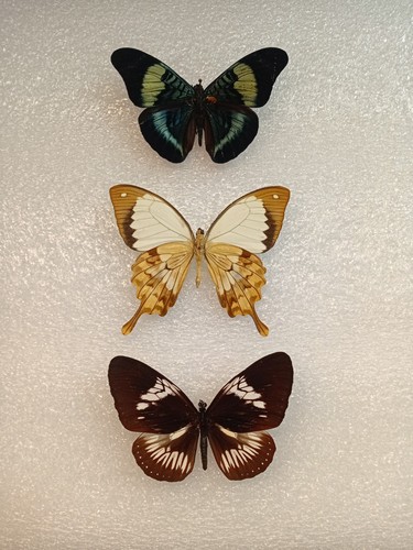 Butterfly crafting bundle - butterfly,