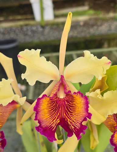 Cattleya dowiana costa - 'costa, rica'