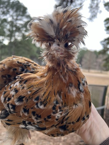 Rare millie hatching eggs - 6,