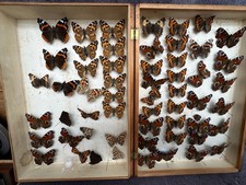 Store Box of British