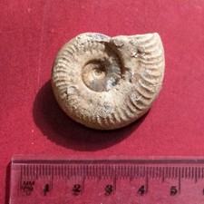 Fossil Ammonite, Harpoceras