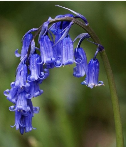 Xxl english bluebell bulbs - english,