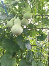 15  Small Bottle Gourd  Seeds