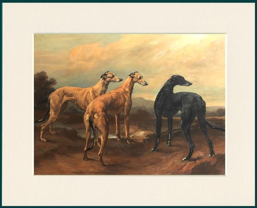 Greyhound dog art print - greyhound,